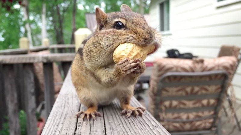 Shot on iPhone squirell video 001