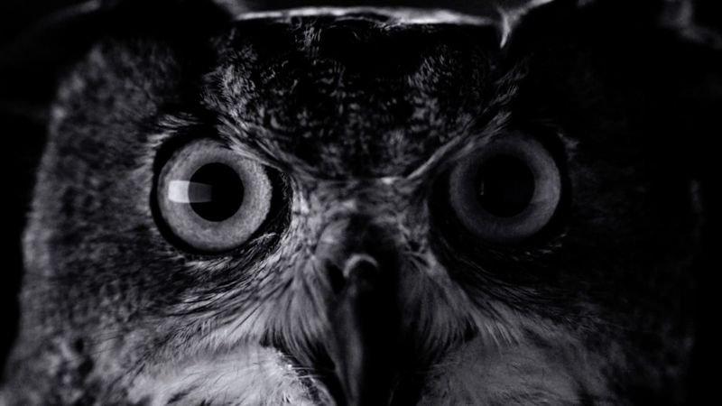 apple-iphone-7-dark-ad-image-001