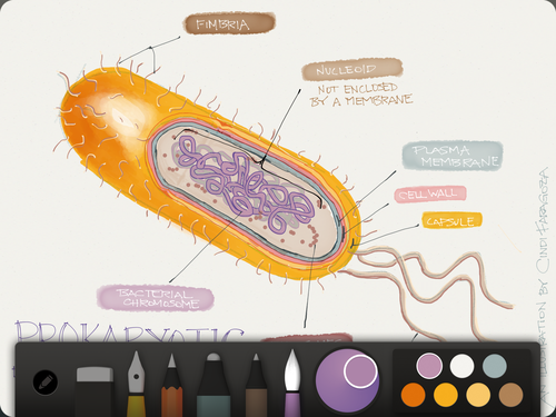 Paper by FiftyThree 2.3 for iOS iPad screenshot 001