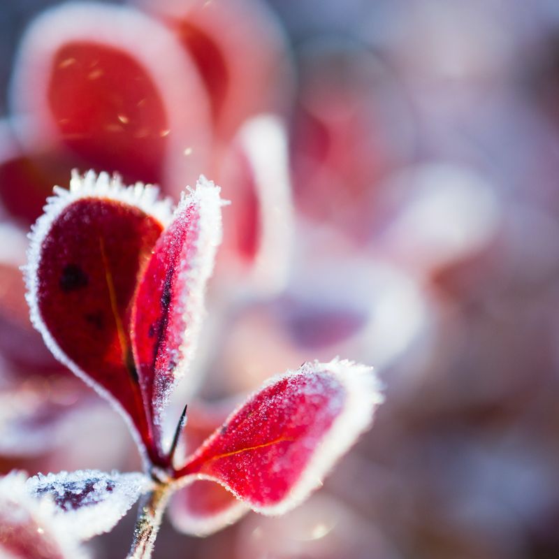 snow wallpaper frosted leaves idownloadblog unsplash austris augusts iPad