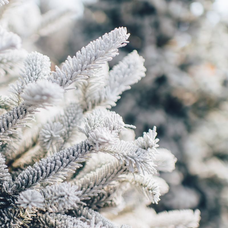 snow wallpaper evergreen idownloadblog unsplash ian schneider ipad