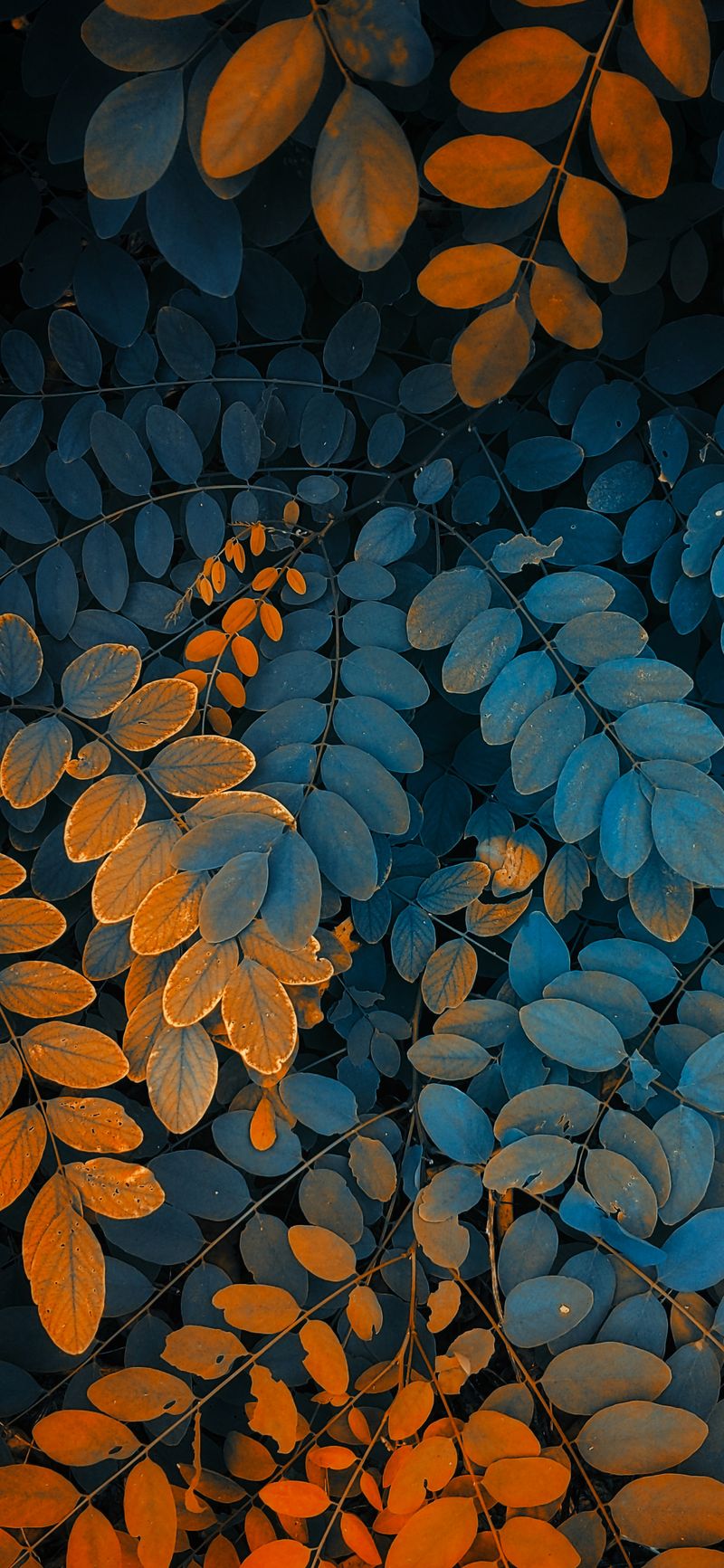 Photographie de la nature iPhone fond d