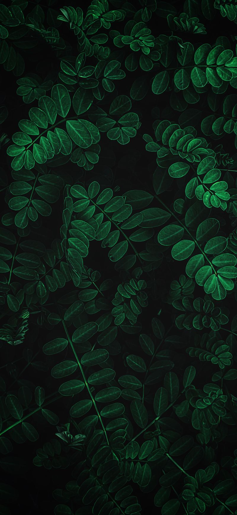 Photographie de nature iPhone fond d