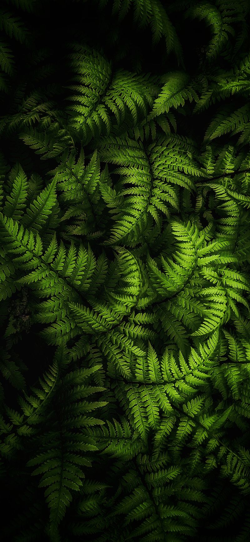 Photographie de la nature fond d