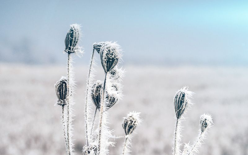 neige-froid-hiver-fleur-bokeh-nature-flare-imac-27