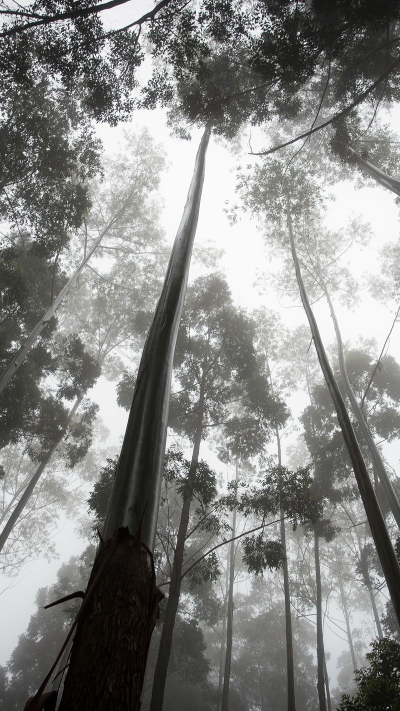 Endor_iPhone 6 Plus Wallpaper giel 1242x2208