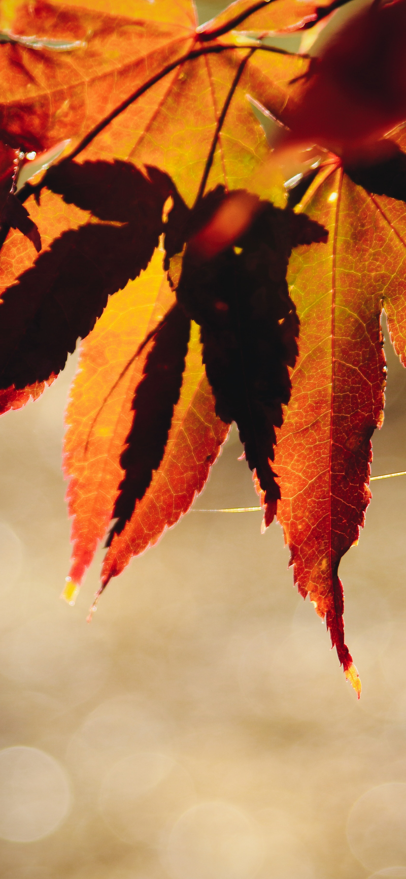 Feuille d