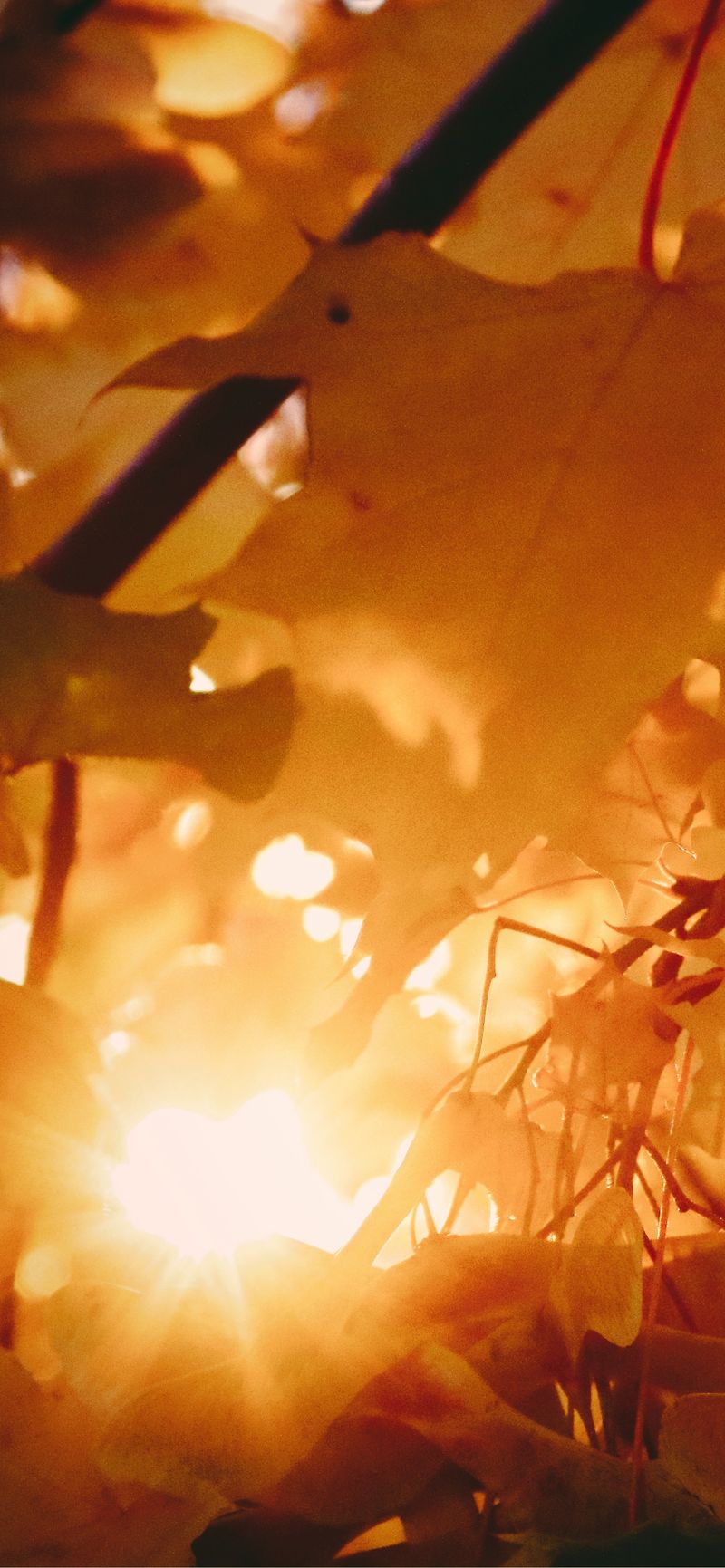 Feuilles d