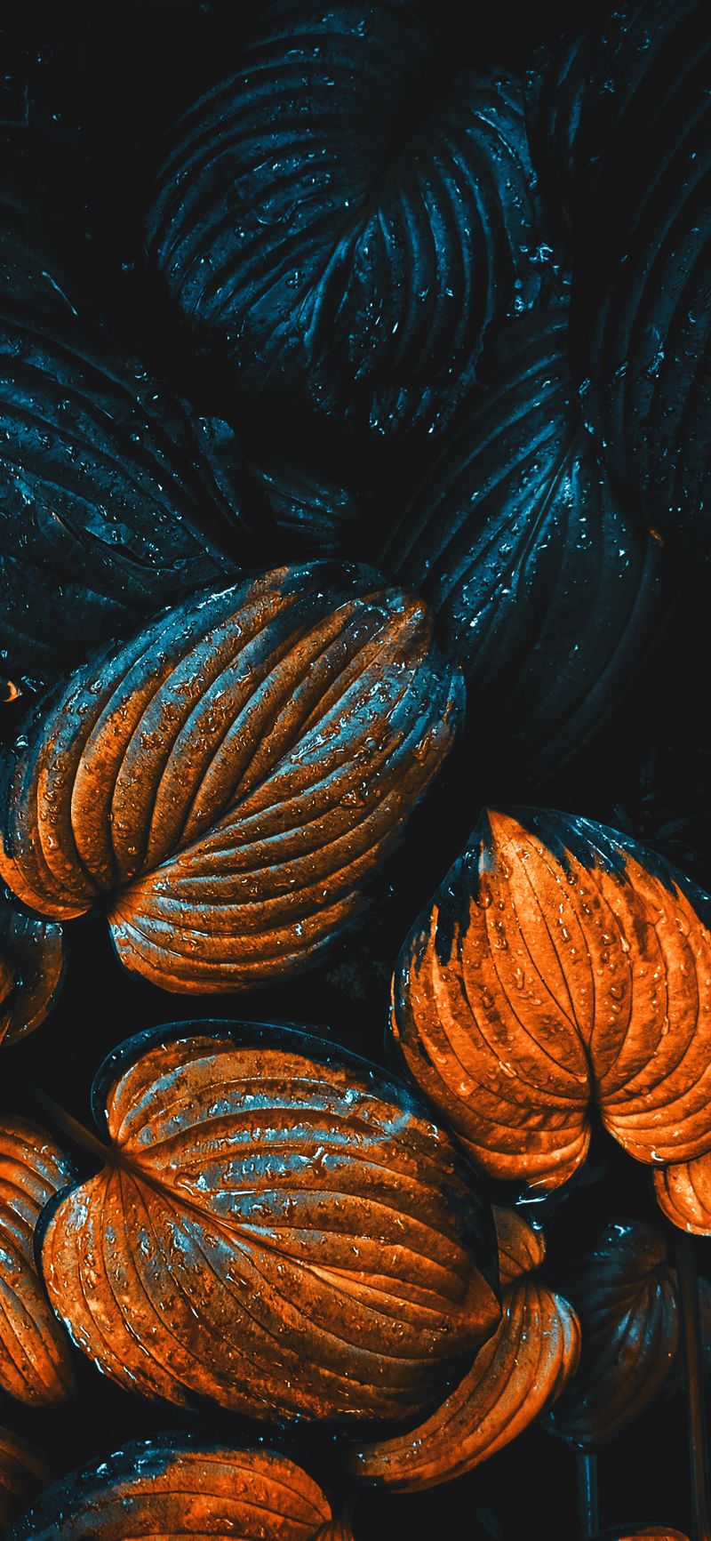 Feuilles d