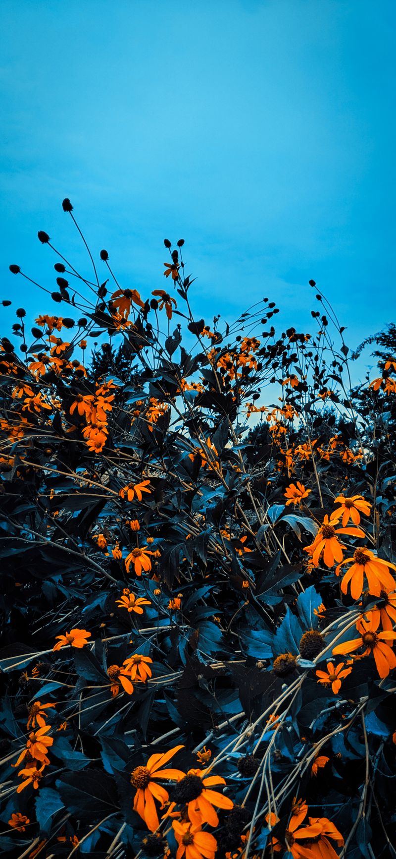 Feuilles d
