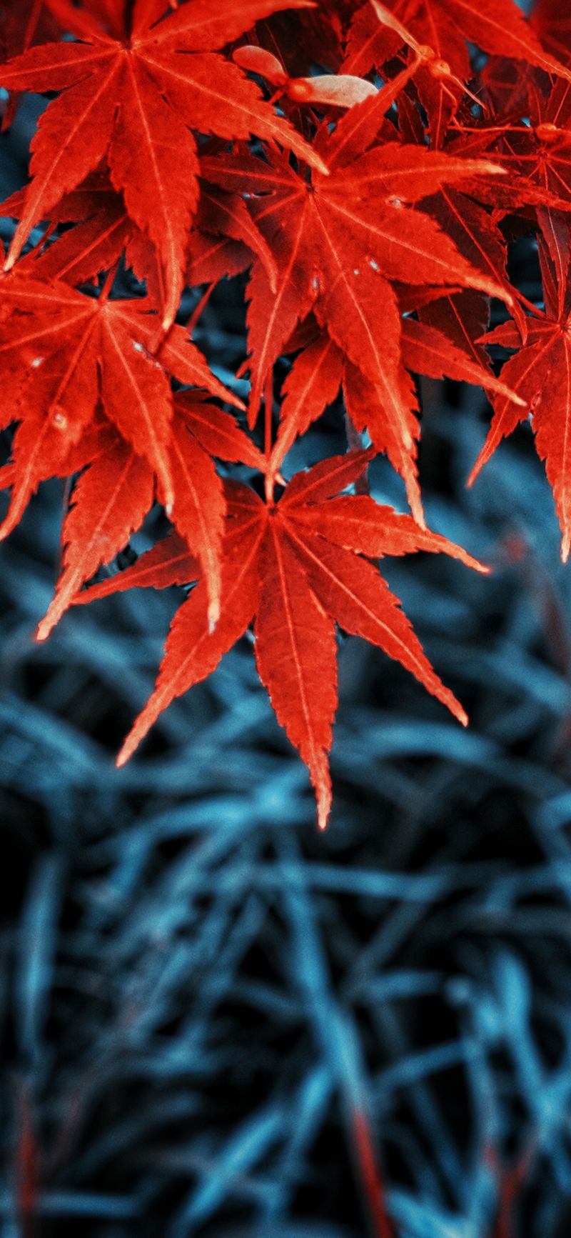 Feuilles d