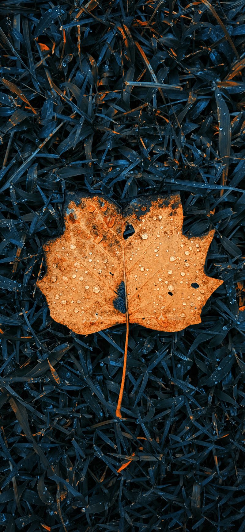 Feuilles d