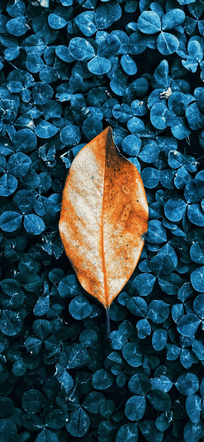 Feuilles d