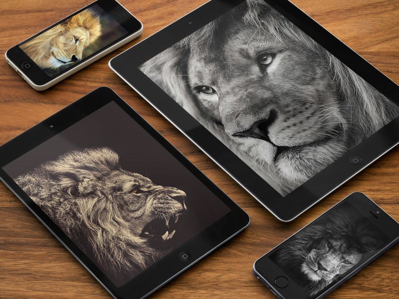 Lion splash 4