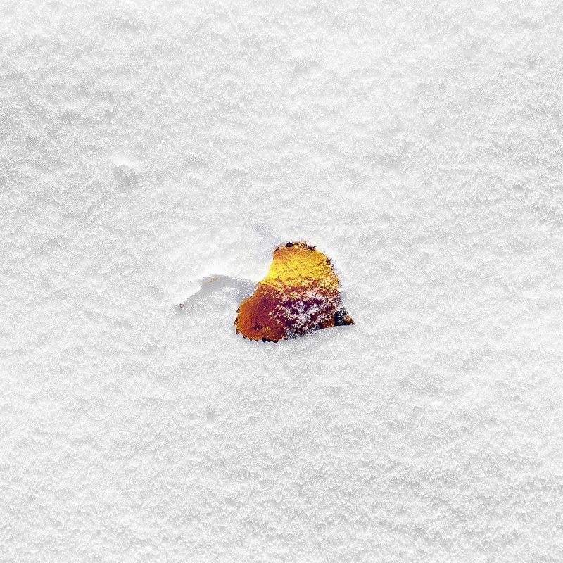 wallpaper-boo-201-snow-leaf-9-wallpaper