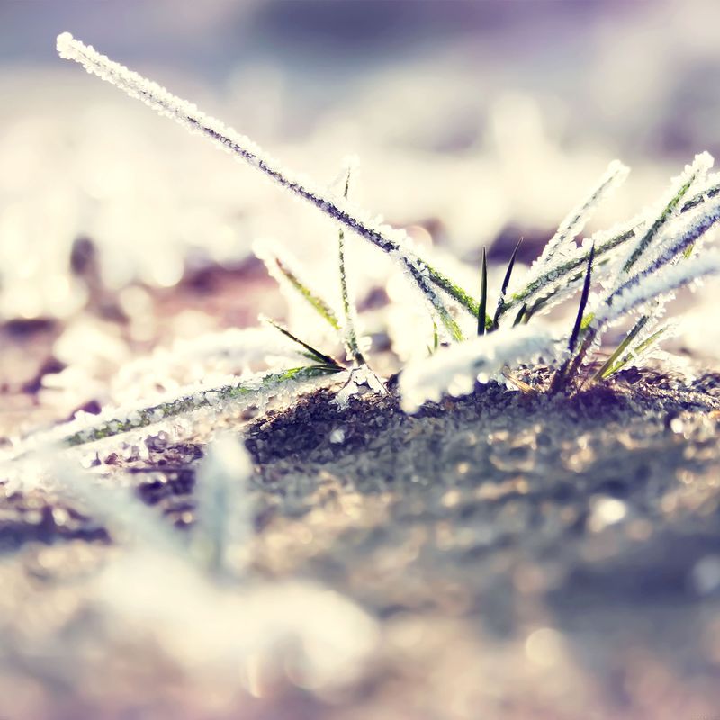 wallpaper-bo0xvn-1-II-snow-flower-9-wallpaper